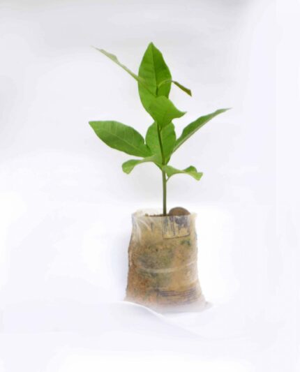 Cashew Seedlings Hybrid