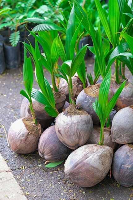 Dwarf Hybrid Coconut Seedling