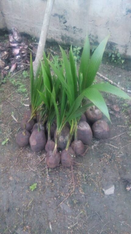 dwarf coconut