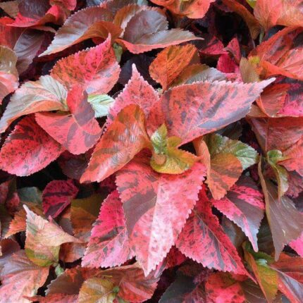 red acalypha
