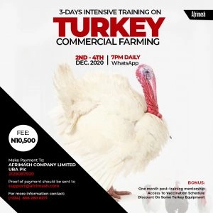 commercial turkey farming