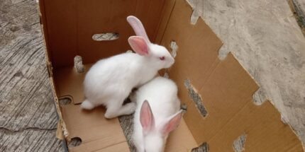 hyla rabbits