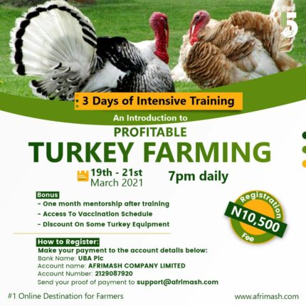 Profitable turkey farming