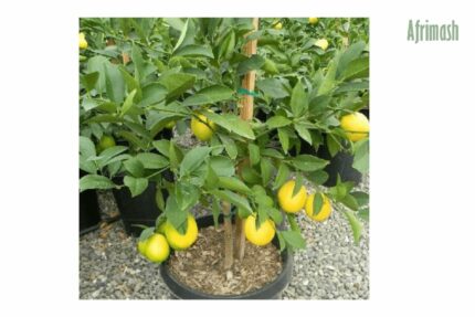 lemon seedlings
