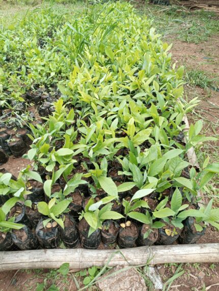 Ogbono Seedlings