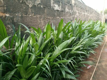 Tenera Palm Seedlings