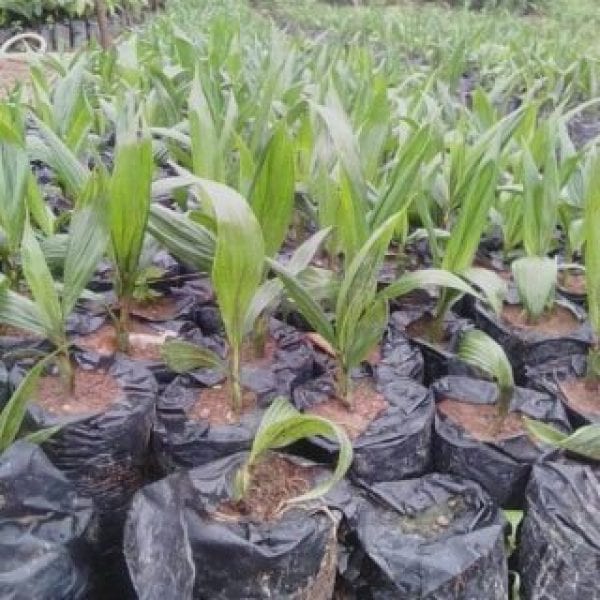 oil palm seedlings