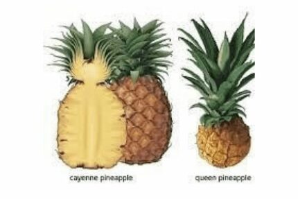 Hybrid Pineapple Sucker