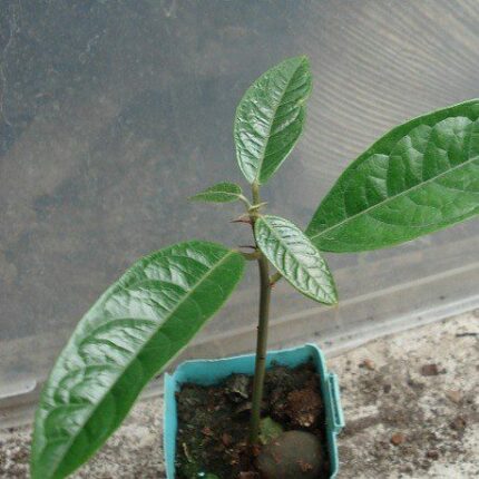 Kola seedlings