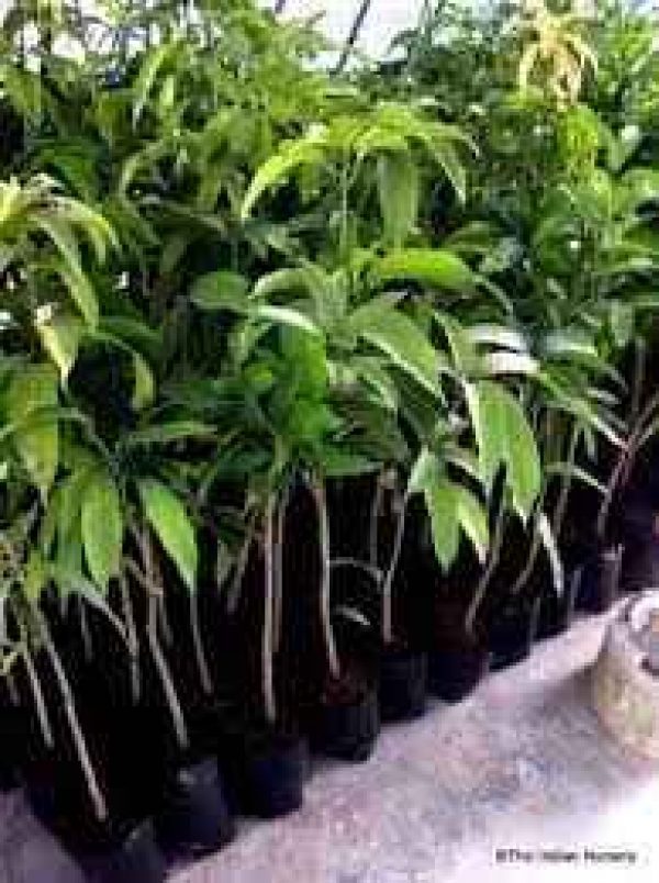 Grafted Dwarf Hybrid Mango Seedling