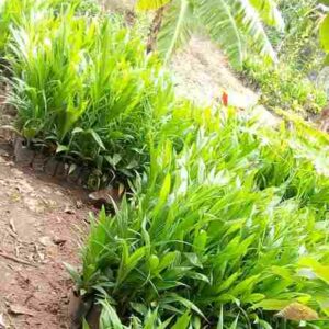 Supergene seedling (Malaysian Dwarf Oilpalm)