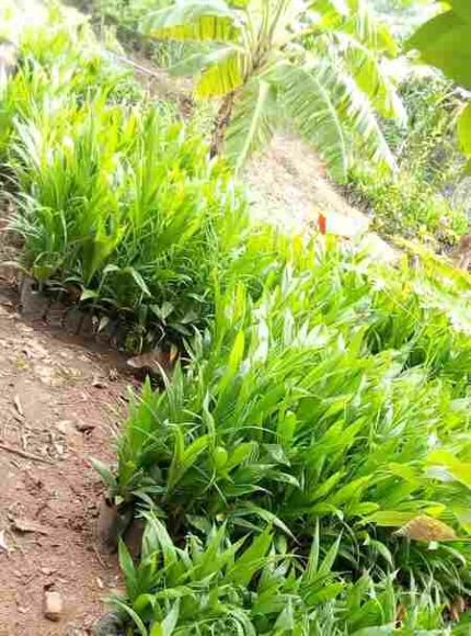 Malaysian Oil palm Super gene seedling