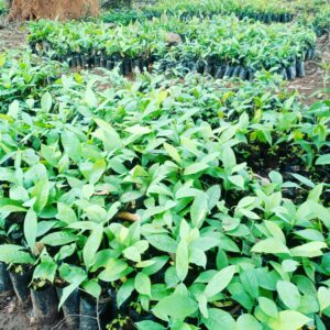 Irvingia wombulu (ogbono) seedling
