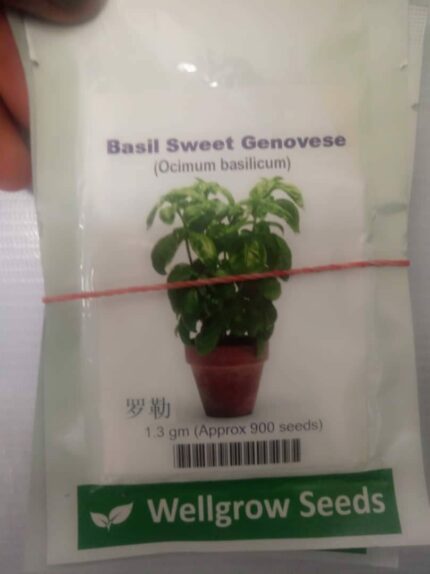 Basil Sweet Genovese